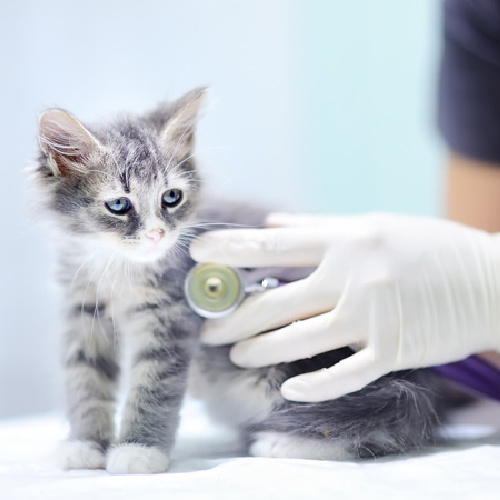 ezgif.com-webp-to-jpg-2